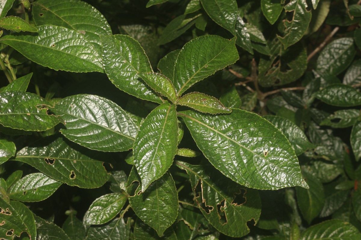 Strobilanthes crispa (L.) Blume